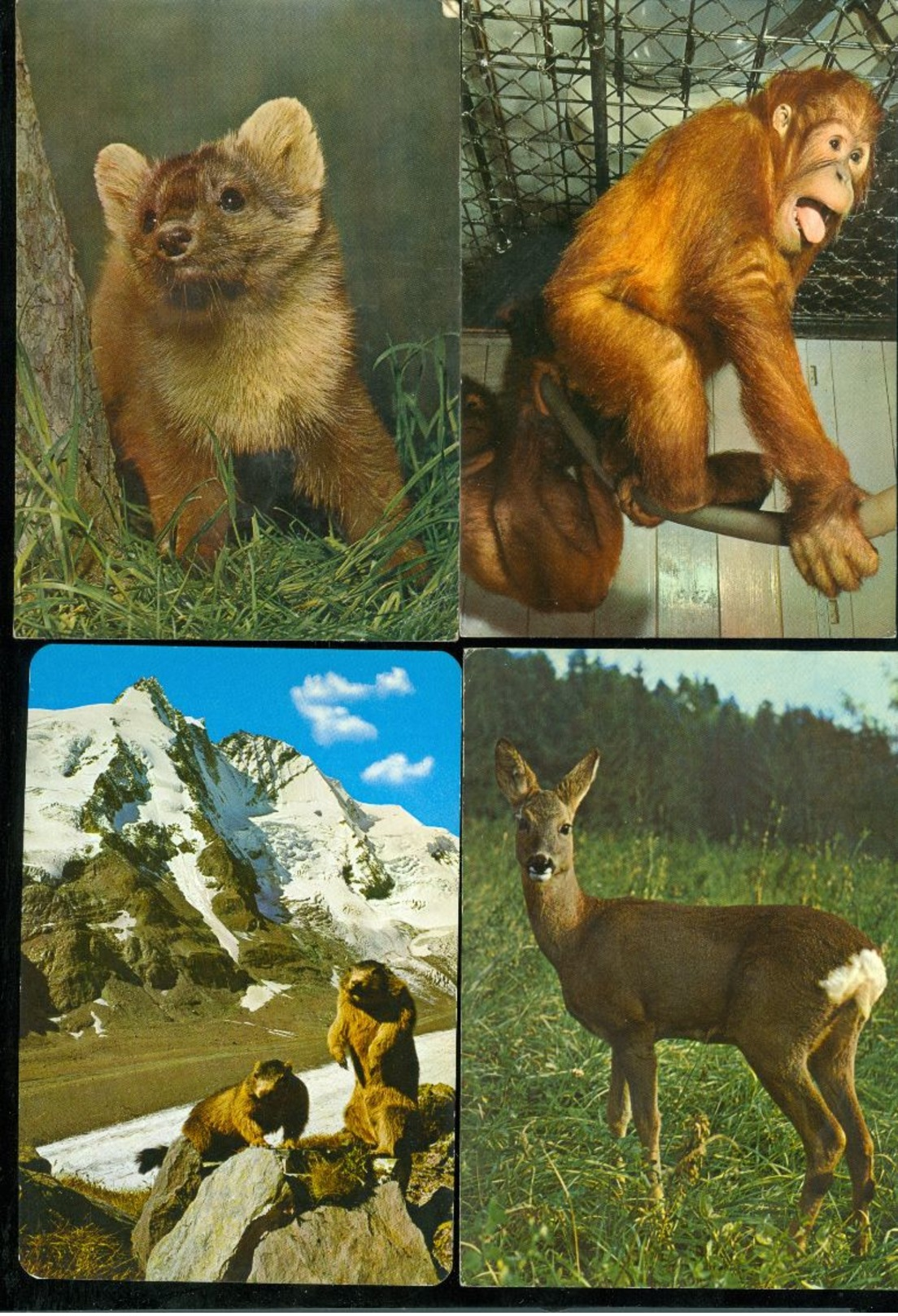 Beau Lot De 60 Cartes Postales Semi Modernes Gr. Format De Fantaisie Animaux Animal   Mooi Lot 60 Postk. Fantasie Dier - 5 - 99 Cartes