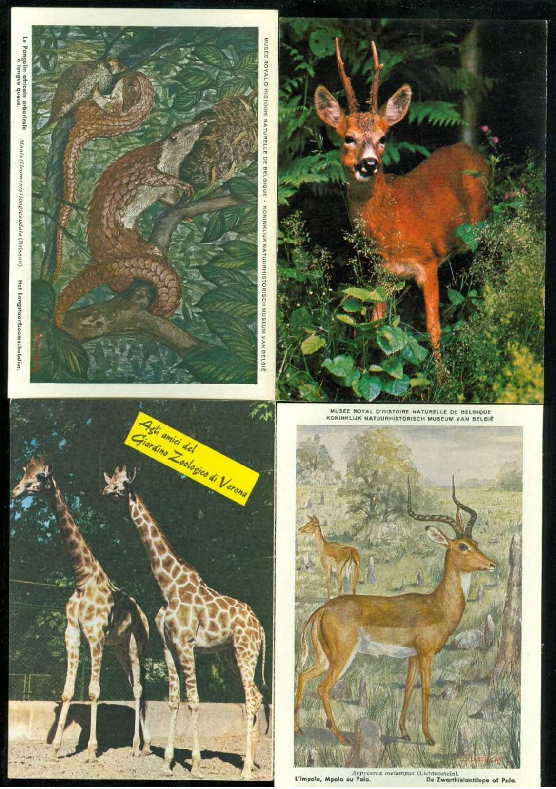 Beau lot de 60 cartes postales semi modernes gr. format de fantaisie animaux animal   Mooi lot 60 postk. fantasie dier