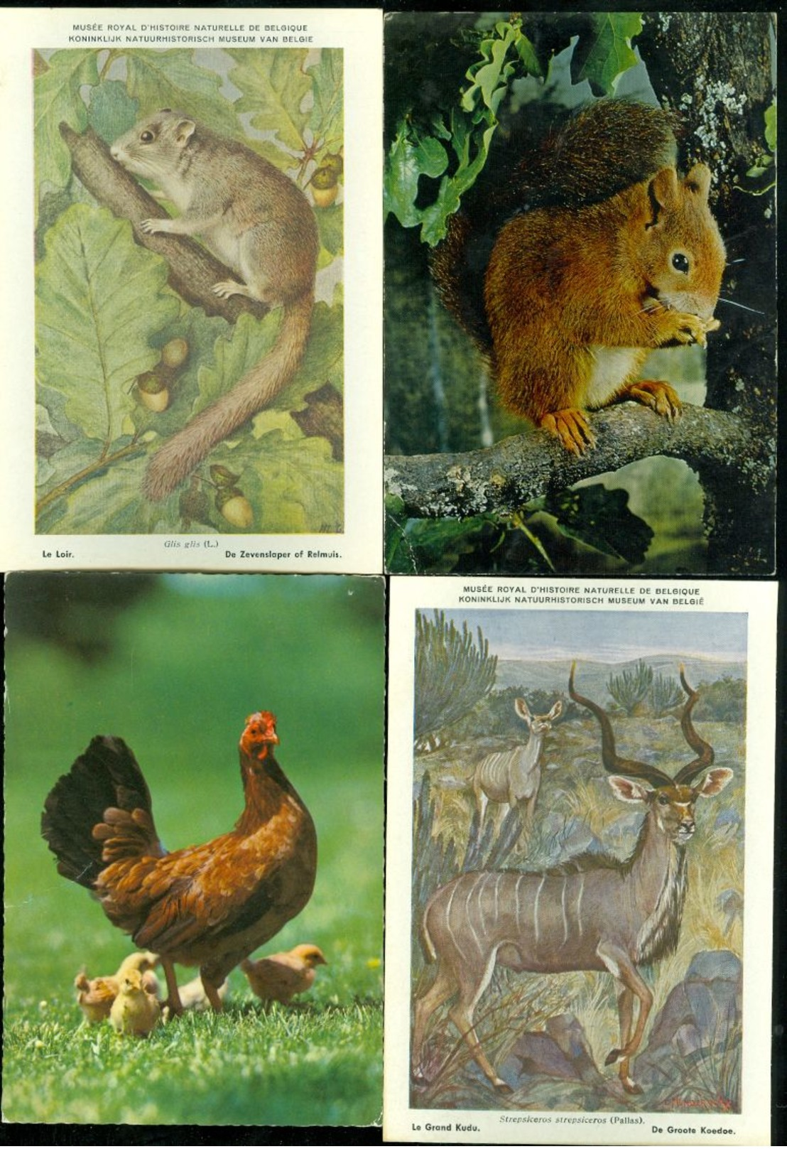 Beau lot de 60 cartes postales semi modernes gr. format de fantaisie animaux animal   Mooi lot 60 postk. fantasie dier