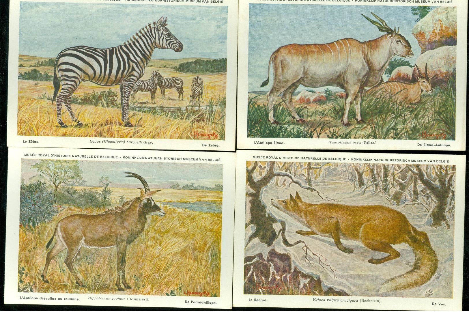 Beau lot de 60 cartes postales semi modernes gr. format de fantaisie animaux animal   Mooi lot 60 postk. fantasie dier