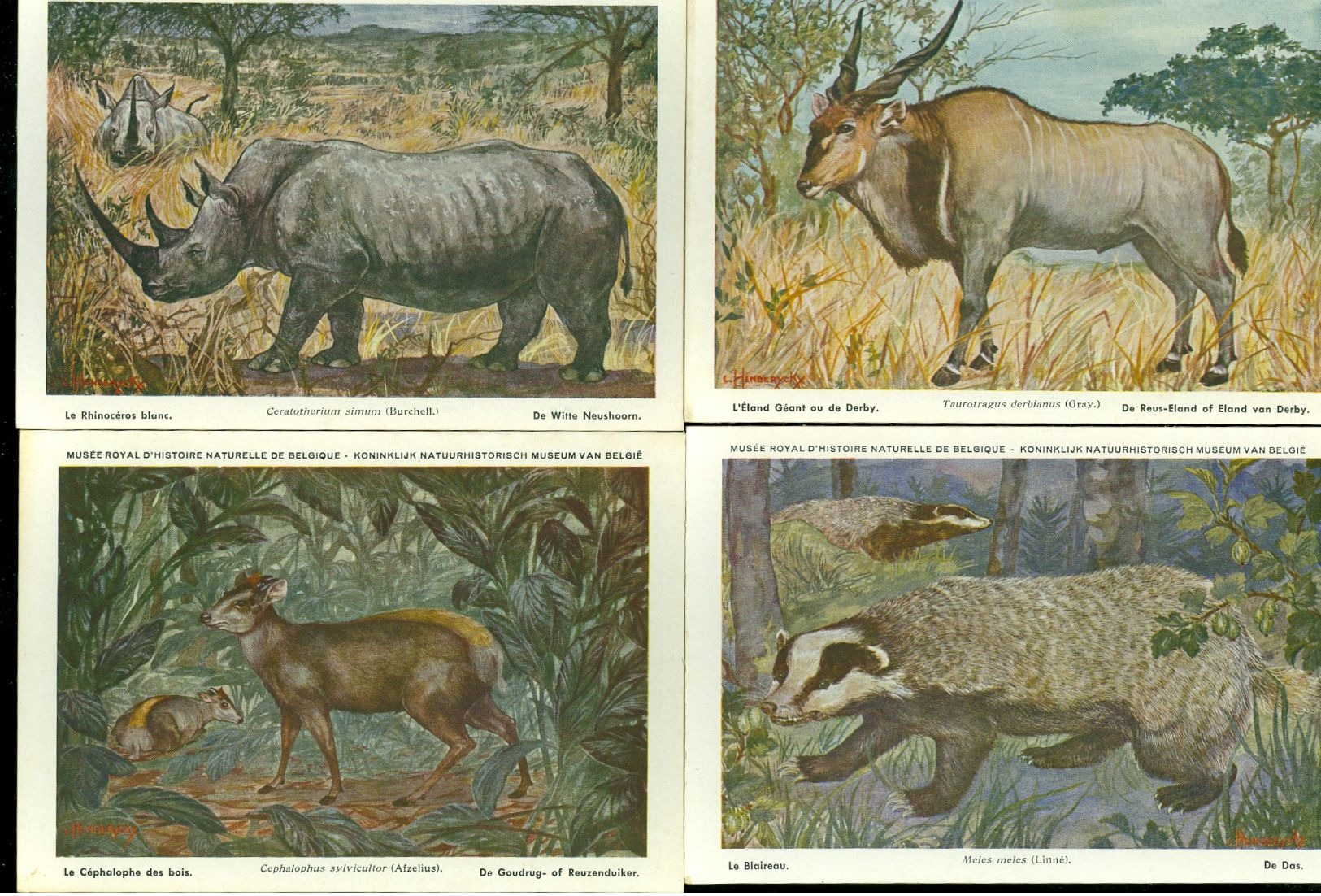 Beau lot de 60 cartes postales semi modernes gr. format de fantaisie animaux animal   Mooi lot 60 postk. fantasie dier