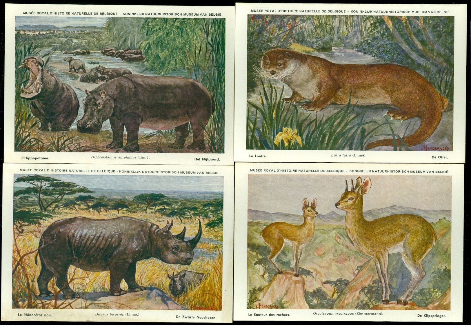 Beau lot de 60 cartes postales semi modernes gr. format de fantaisie animaux animal   Mooi lot 60 postk. fantasie dier