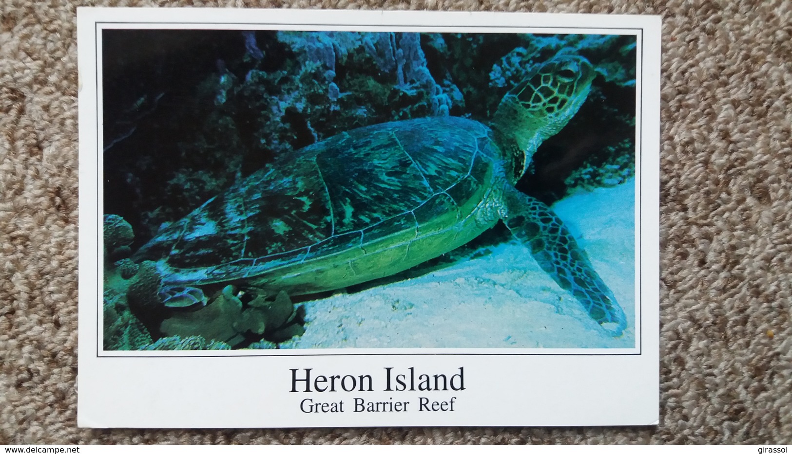 CPM TORTUE GREEN TURTLE AT REST HERON ISLAND GREAT BARRIER REEF PHOTO BILL WOOD 1994 - Tortugas