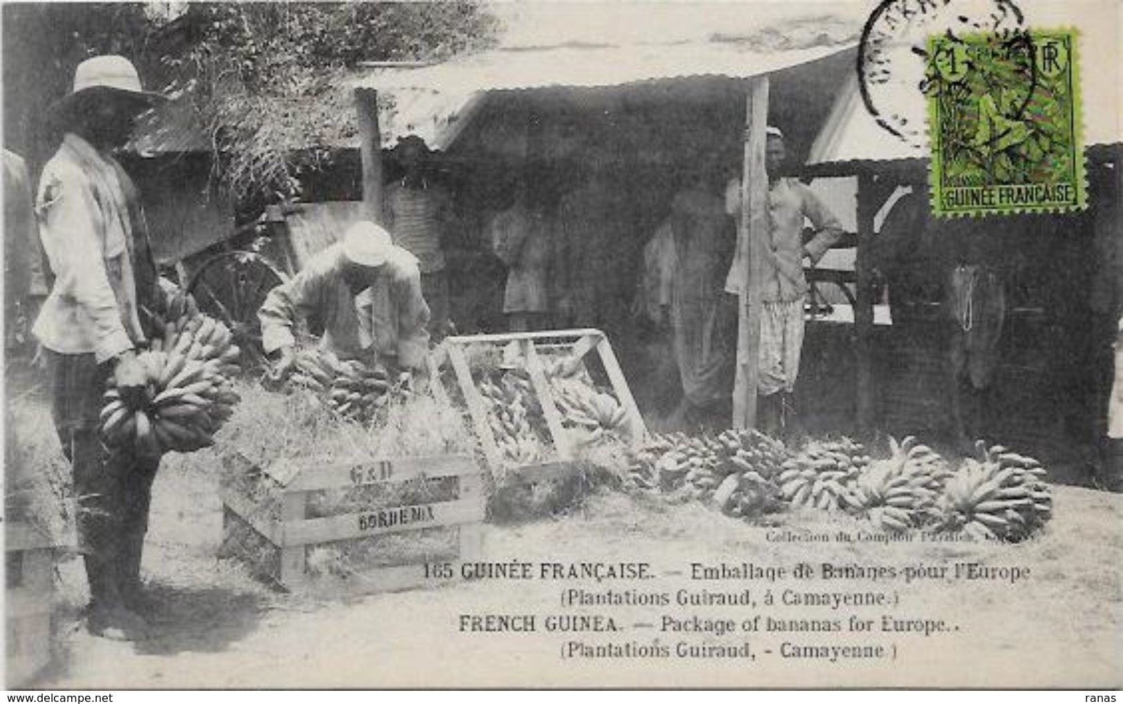 CPA Guinée Marché Types Timbrée - French Guinea