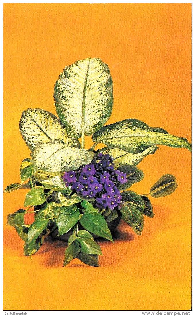 [DC11110] CPA - FIORI PIANTE - LA DIEFFENBACHIA - Non Viaggiata - Old Postcard - Fiori