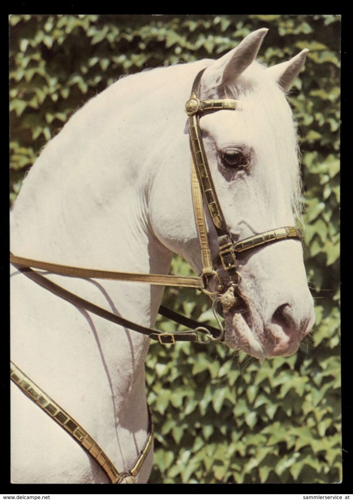 [015] Pferde-Karte 186, Lipizzaner, Spanischer Reitschule Wien, ~1980 - Pferde