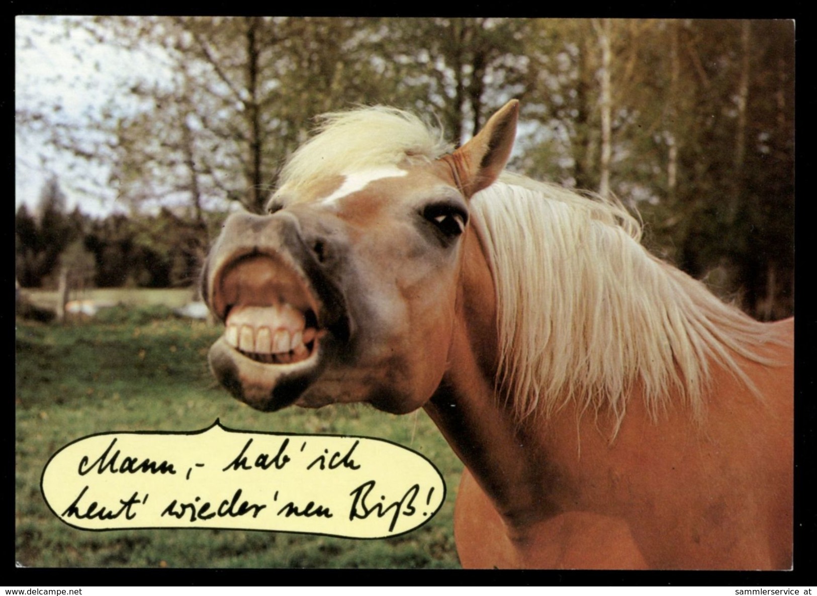 [015] Pferde-Karte 221, Pferde-Scherzkarte, ~1990 - Pferde