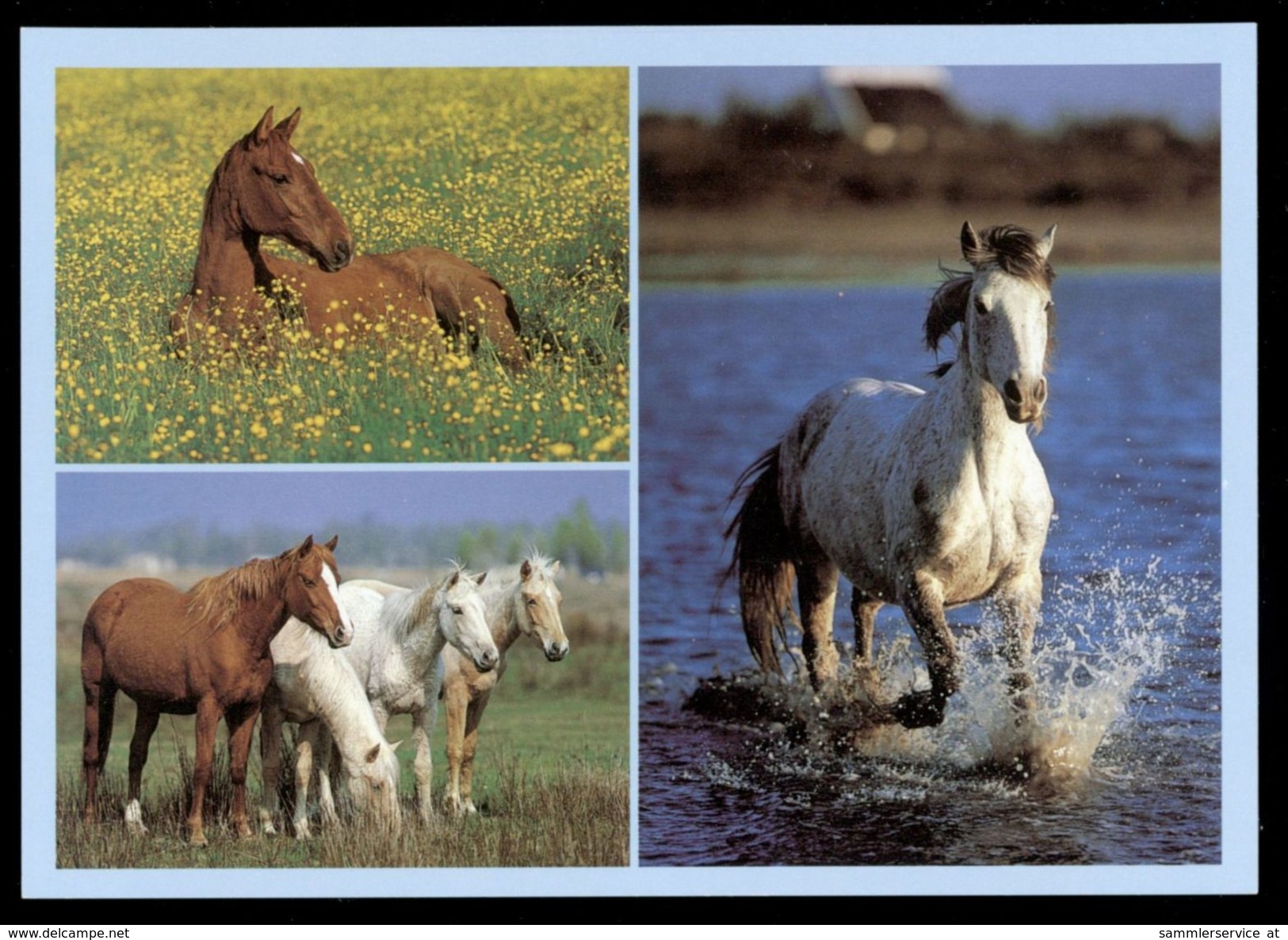 [015] Pferde-Karte 227, Holsteiner, Camargue-Araber, Berber, ~1980 - Horses