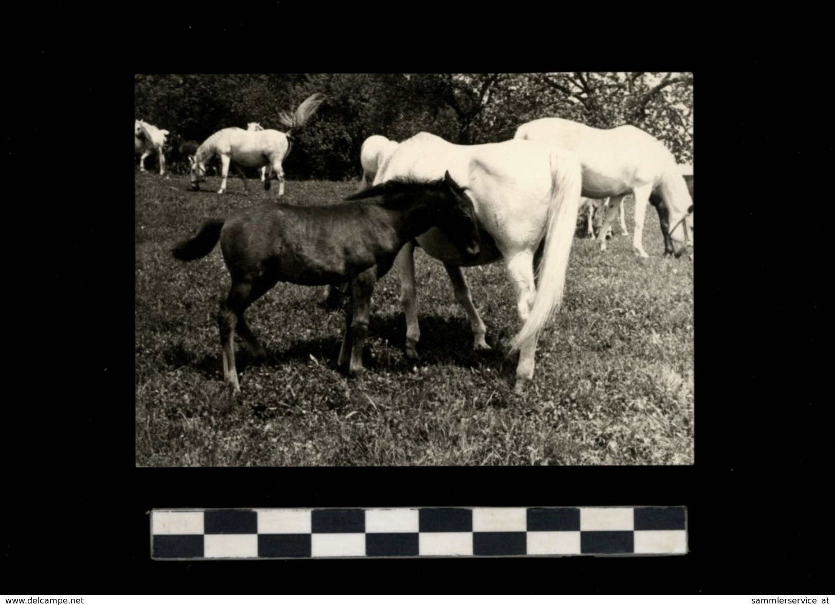 [015] Pferde-Photo 248, Fohlen, Vermutl. Lipizzaner Im Gestüt Piber Steiermark, ~1960 - Cavalli