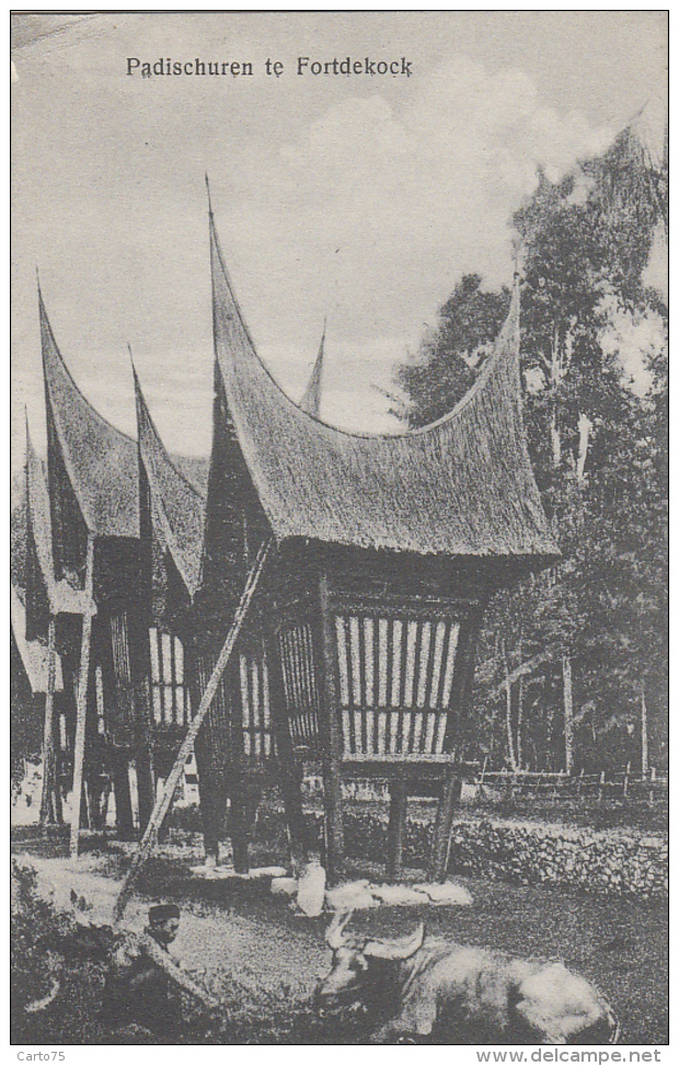 Indonésie - Indonesia - Sumatra - Bukittinggi Fort De Kock - Padischuren - Buffle - Indonésie