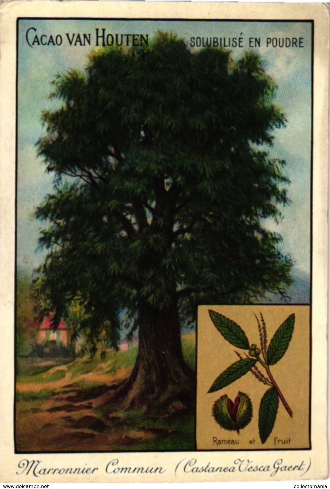 4 Cards  PUB Trees Arbres Cacao Van Houten Marronnier Chest -Nut Tree Sapin Fir-tree  Pin Pine Chêne Oak - Van Houten