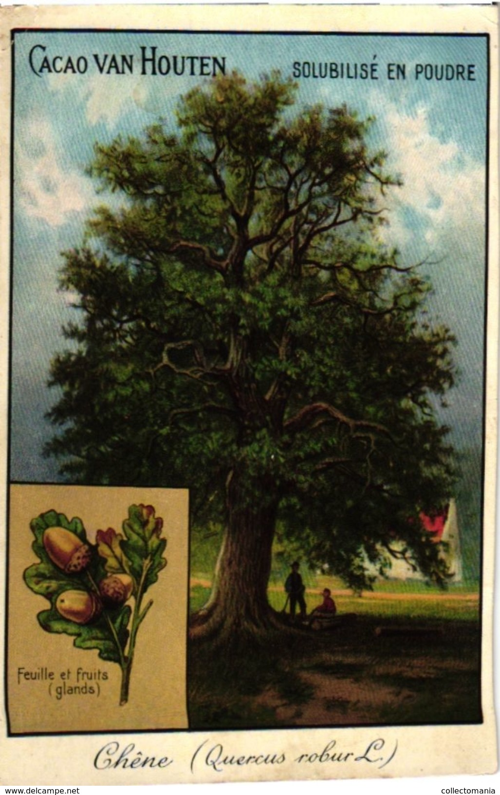 4 Cards  PUB Trees Arbres Cacao Van Houten Marronnier Chest -Nut Tree Sapin Fir-tree  Pin Pine Chêne Oak - Van Houten