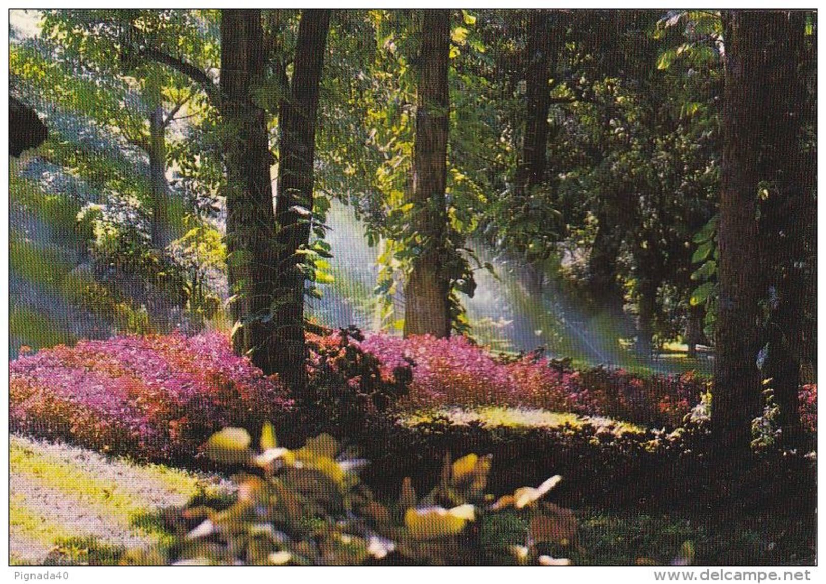 Cp , LA RÉUNION , SAINT-DENIS , Le Jardin De L'État - Saint Denis