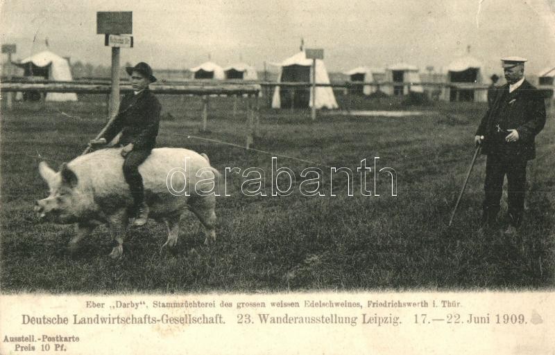 * T3 1909 Leipzig, 23. Wanderausstellung, Deutsche Landwirtschafts-Gesellschaft. Eber Darby Stammzüchterei Des Grossen W - Unclassified