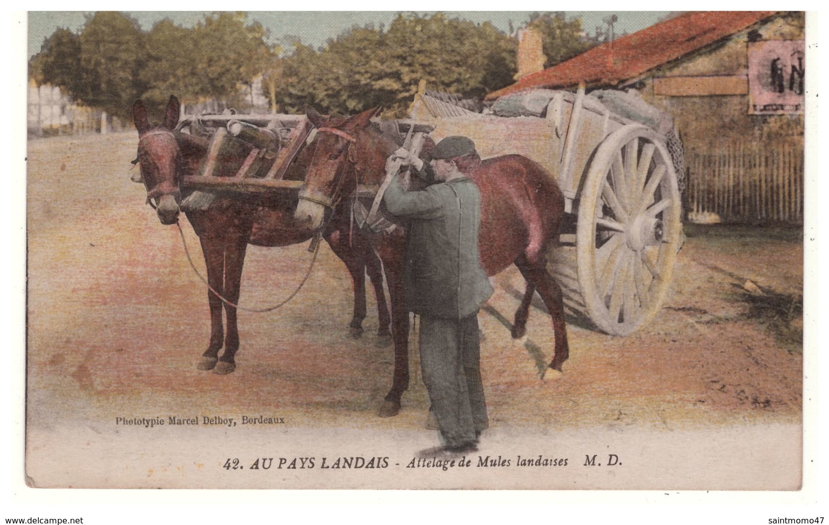 40 - AU PAYS LANDAIS . ATTELAGE DE MULES LANDAISES - Réf. N°5309 - - Autres & Non Classés