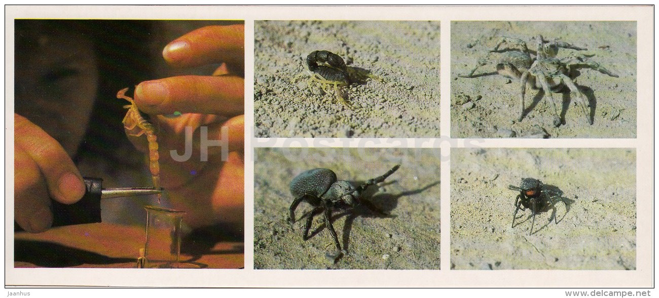 Arachnids - Tarantula - Sun Spider - Spider - Scorpion - Kopet Dagh Nature Reserve - 1985 - Turkmenistan USSR - Unused - Turkménistan