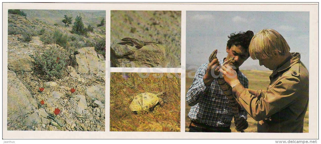 Lizards And Turtles - Caspian Monitor - Kopet Dagh Nature Reserve - 1985 - Turkmenistan USSR - Unused - Turkménistan