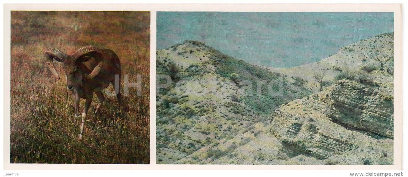 Argali - Kopet Dagh Nature Reserve - 1985 - Turkmenistan USSR - Unused - Turkmenistan