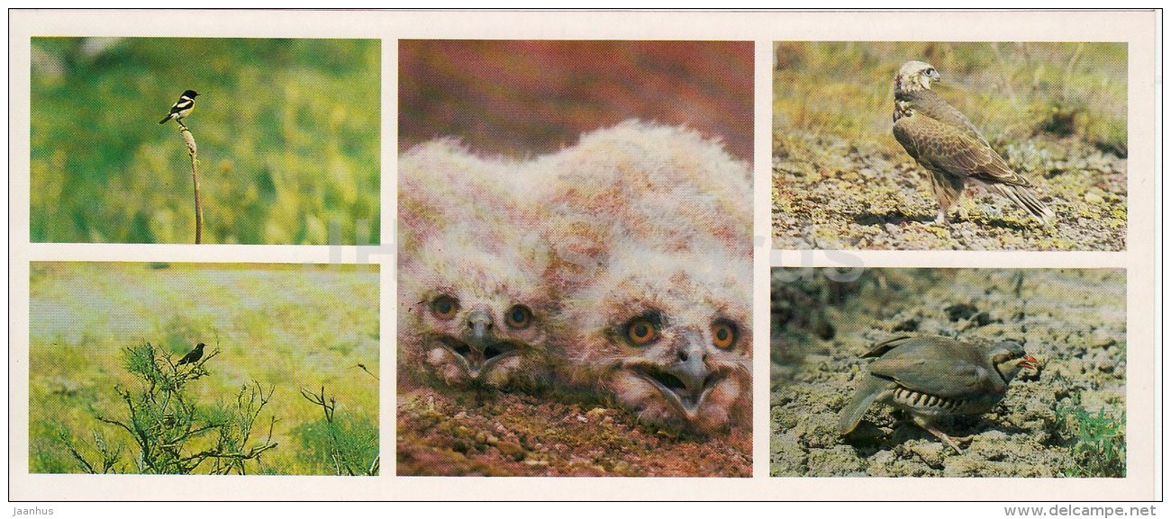 Bearded Vulture - The Caspian Ular - Alectoris - Birds - Kopet Dagh Nature Reserve - 1985 - Turkmenistan USSR - Unused - Turkmenistan