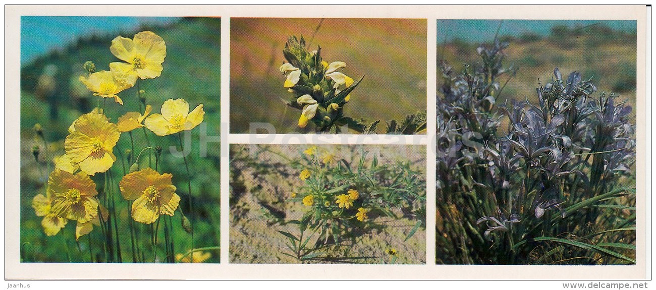 Field Flowers - Kopet Dagh Nature Reserve - 1985 - Turkmenistan USSR - Unused - Turkménistan