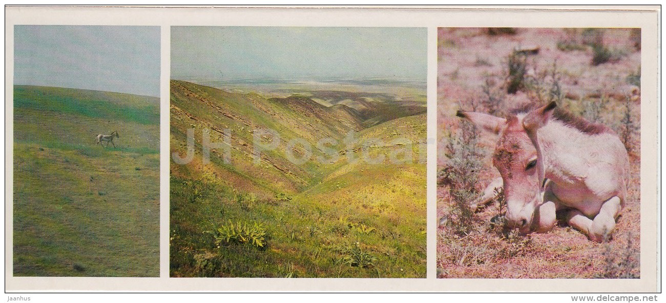 Onager - Kopet Dagh Nature Reserve - 1985 - Turkmenistan USSR - Unused - Turkménistan