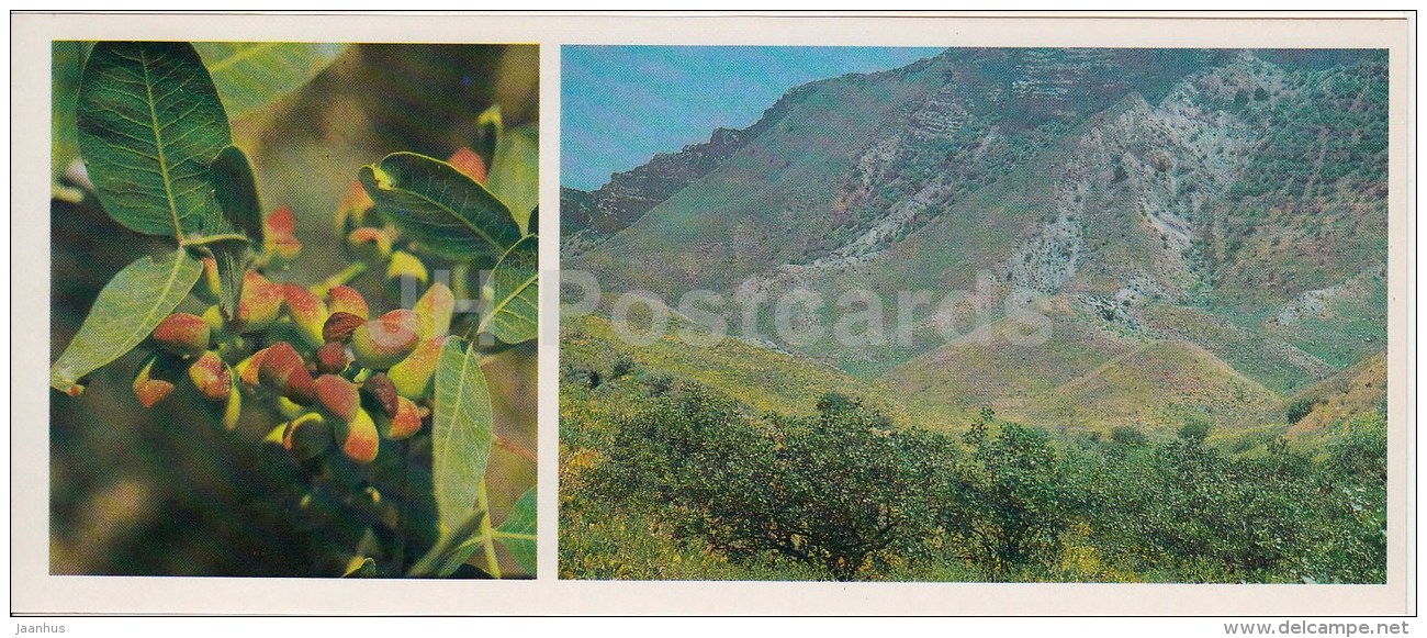 Pistacia - Kopet Dagh Nature Reserve - 1985 - Turkmenistan USSR - Unused - Turkménistan