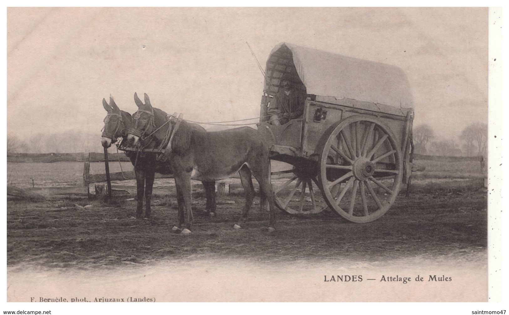 40 - LANDES . ATTELAGE DE MULES - Réf. N°5340 - - Other & Unclassified