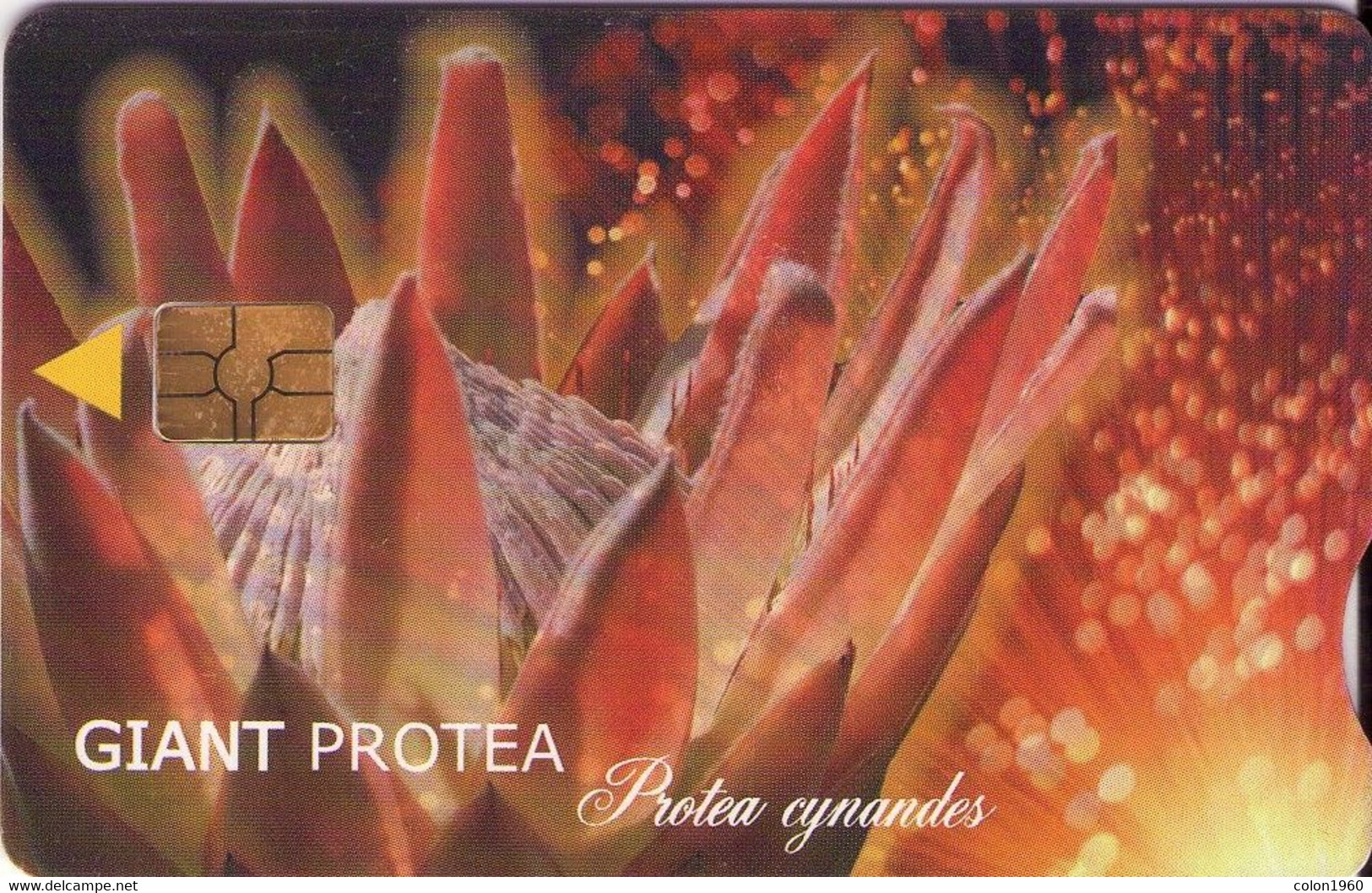 SURAFRICA. SAF-139C. Giant Protea (Ed. 01/2002). 15R. 2000. (530) - South Africa