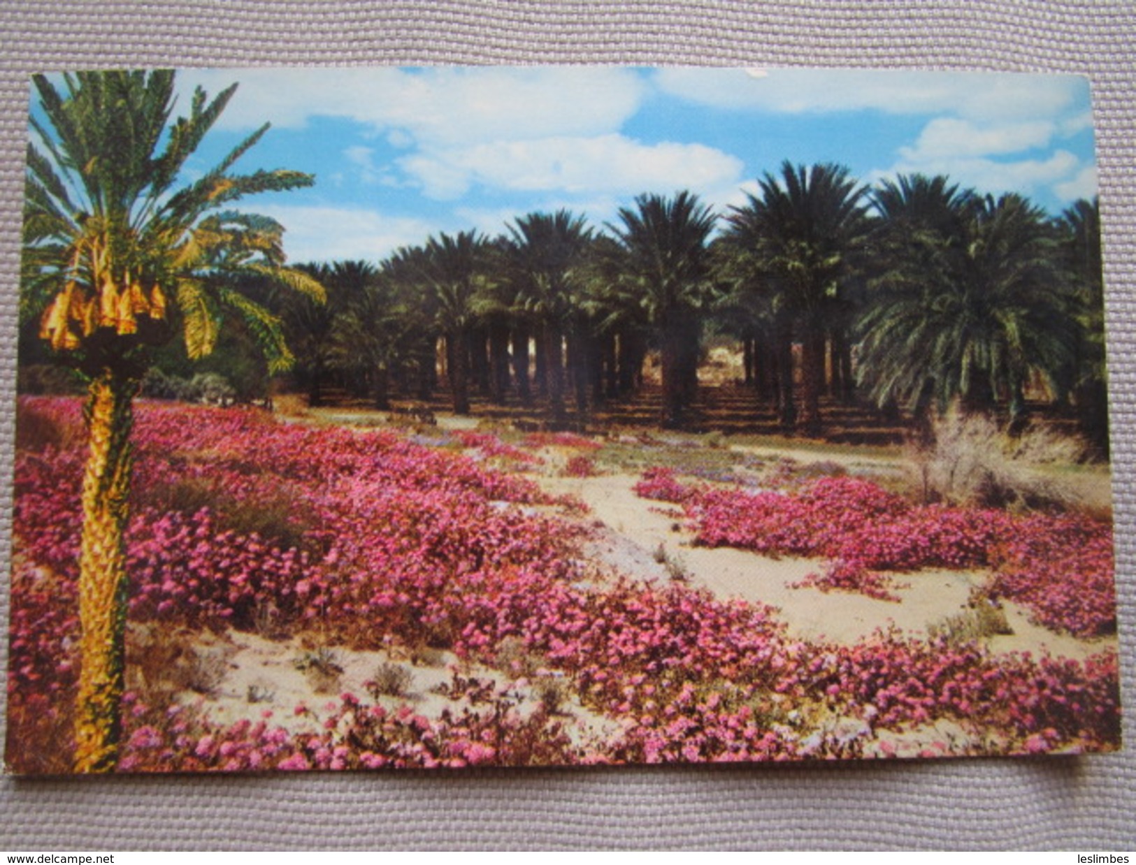 These Picturesque Date Palms Form A Majestic Backdrop For The Colorful Desert Wild Flowers. The Great Beds Of Lavender - Palm Springs