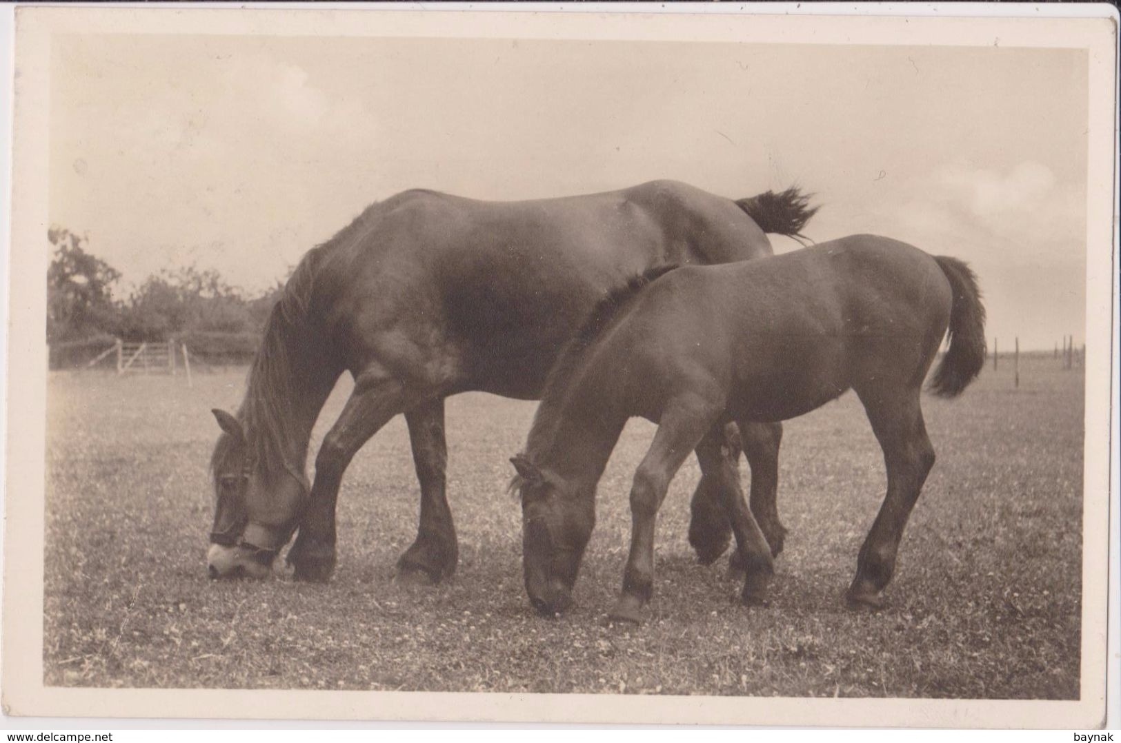 TH1697  --  HORSE  --   1948 - Pferde