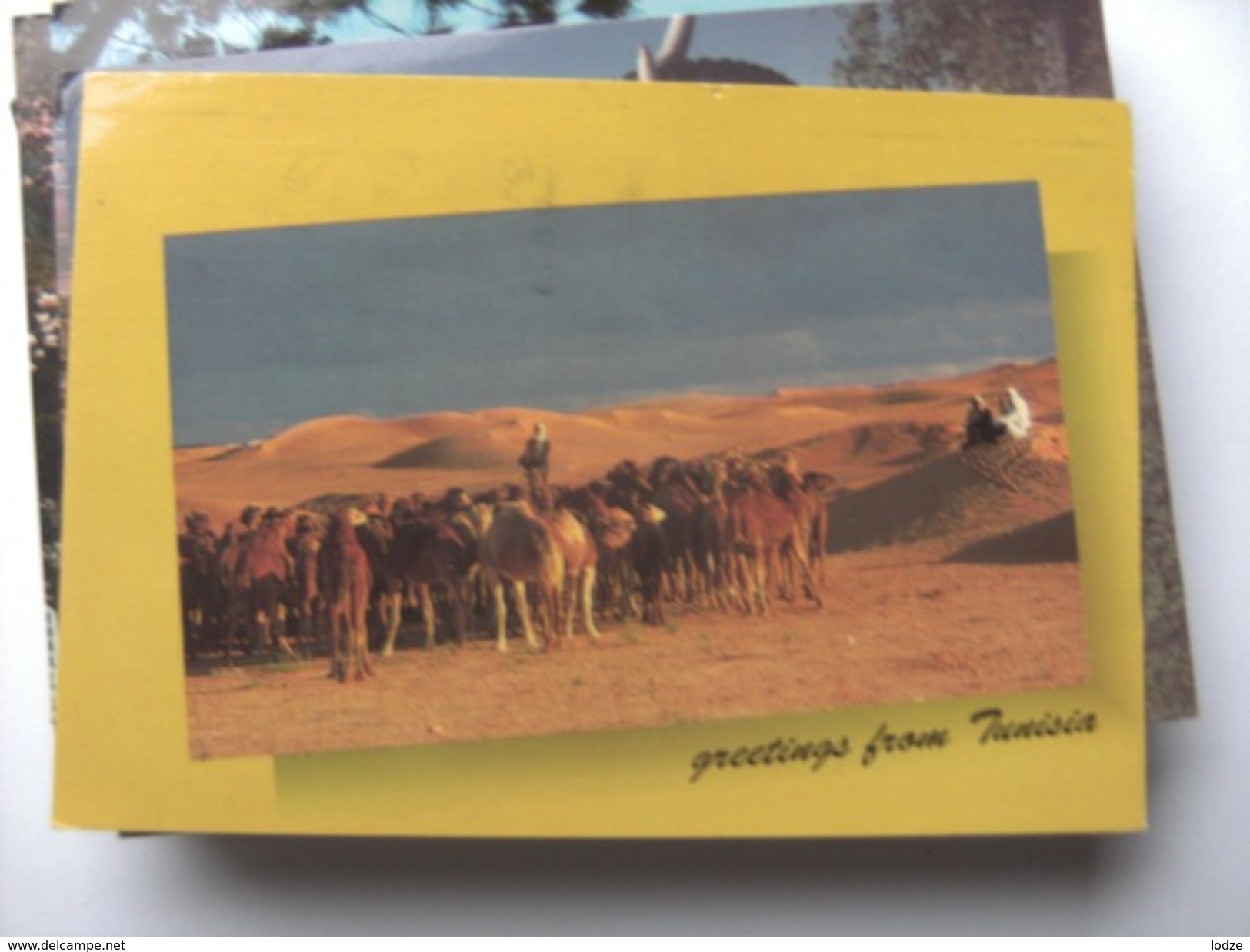 Tunesië Tunisie Tunesia With Greetings Camels - Túnez