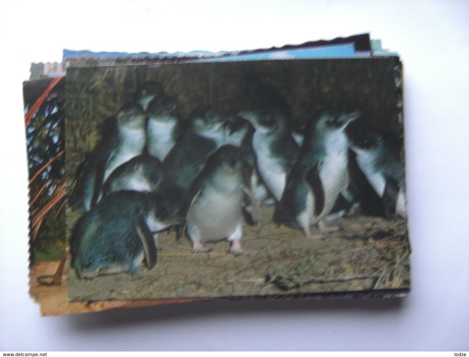 Australië Australia Fairy Penguins Pinguins - Andere & Zonder Classificatie