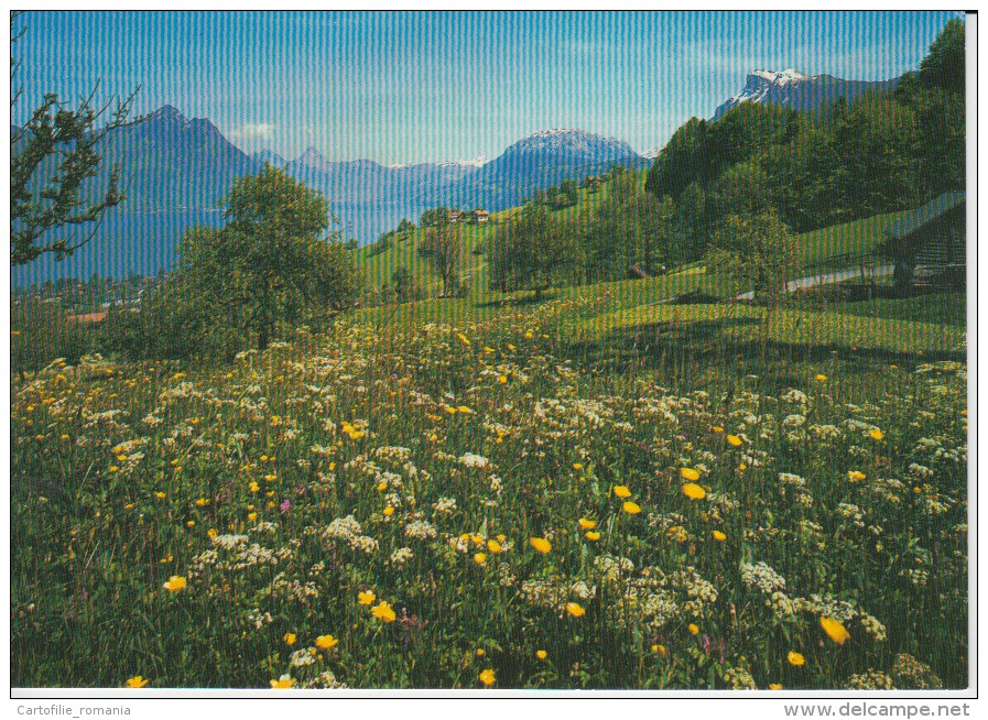 Beckenried Rigi-hohfluh Unused - Beckenried