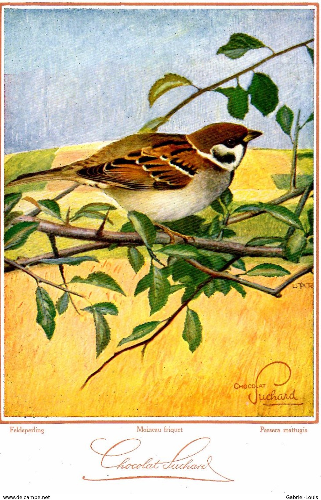 Chocolat Suchard -  Moineau Friquet - Feldsperling - Passera Mattugia  - Dimension: 14 X 20 Cm / Centenaire Suchard 1926 - Suchard