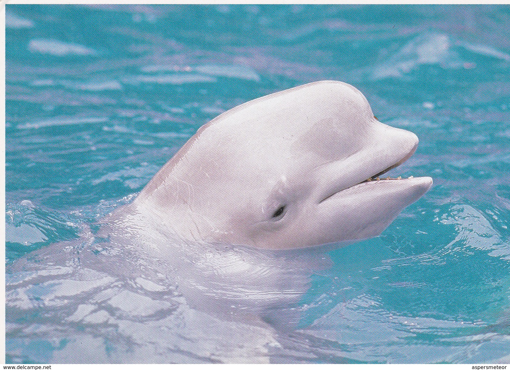 DELFIN/DOLPIHN/DAUPHIN. SEA WORLD COLLECTION - CIRCA 1980s-BLEUP - Dauphins