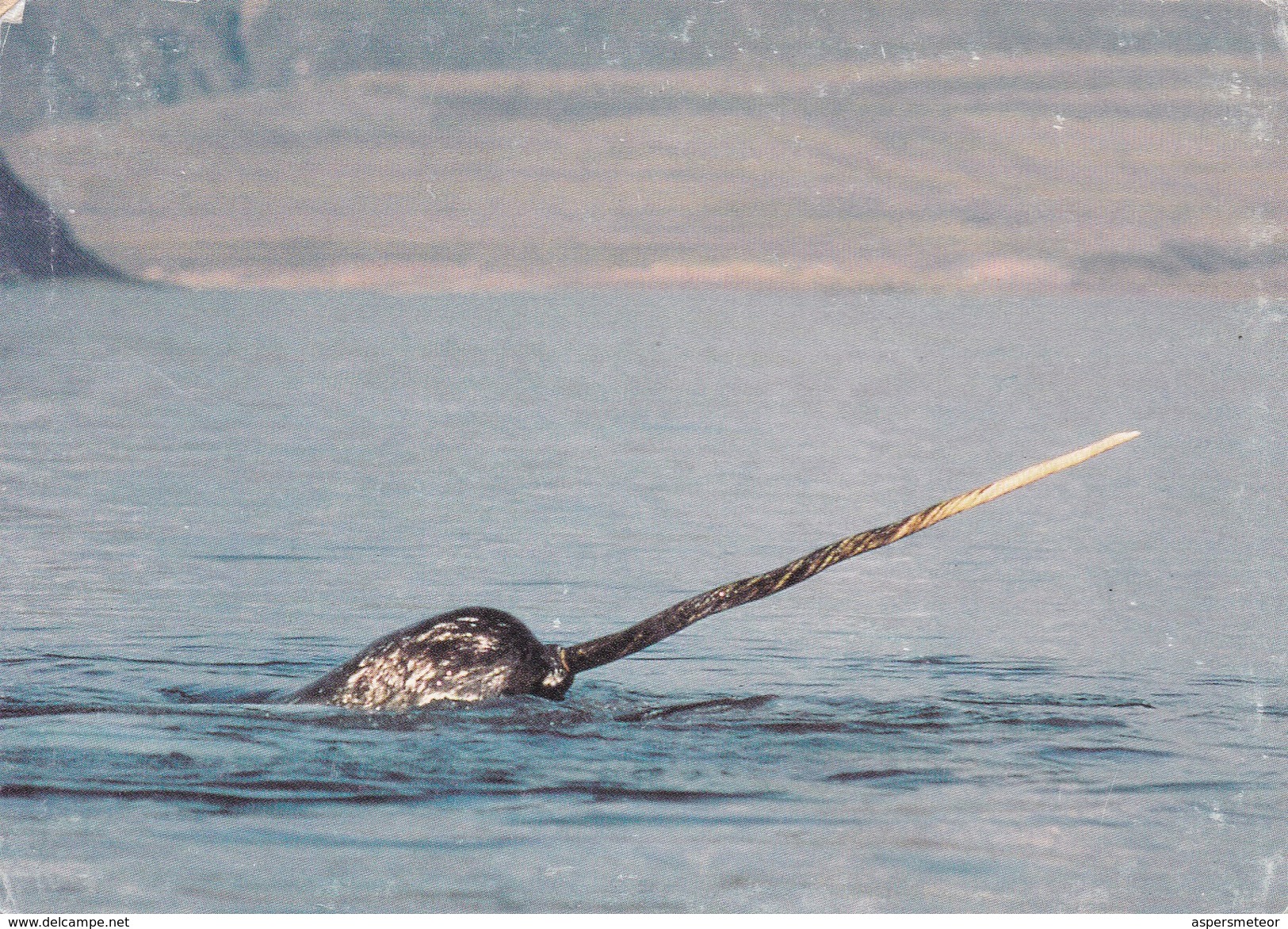 NARVAL/NARWHAL. ARCTIC. SEA/MAR/MER  - CIRCA 1980s-BLEUP - Autres & Non Classés