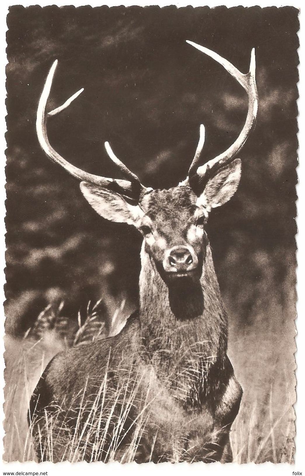 Gibier En Liberté / Wild - Hert / Cerf - éd Lander Eupen - 1958 - Carte Photo - Autres & Non Classés