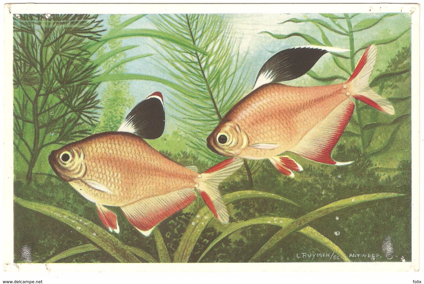 Hyphessobrycon Rosaceus / Rosaceus - Poissons Et Crustacés