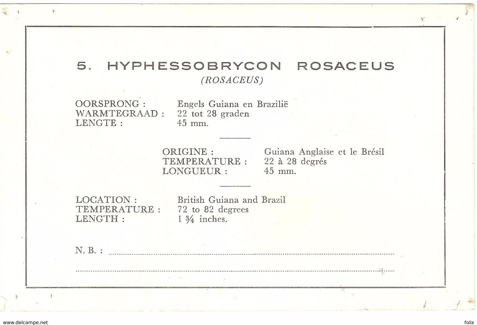 Hyphessobrycon Rosaceus / Rosaceus - Poissons Et Crustacés