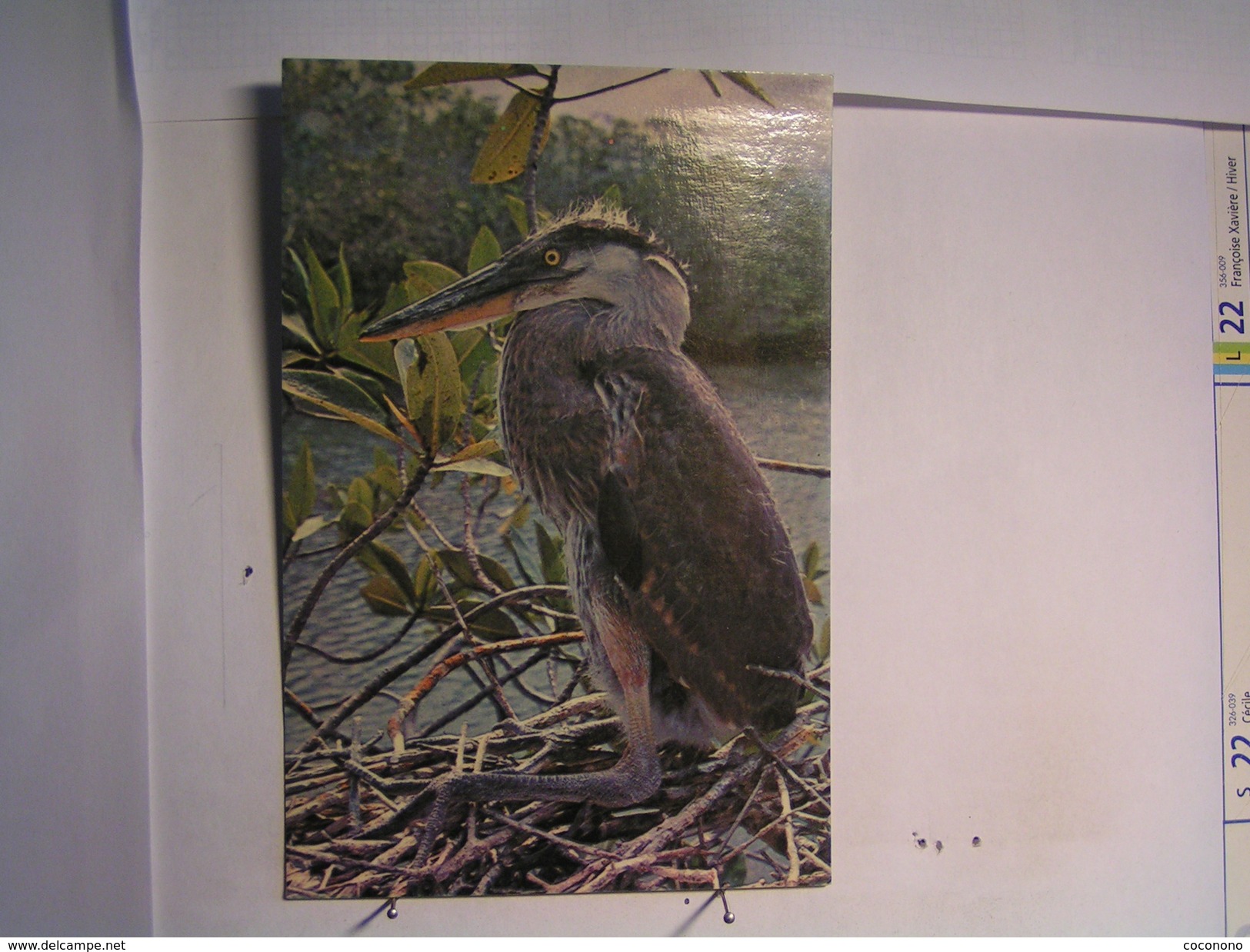 Galapagos - Garza Azul - Ecuador