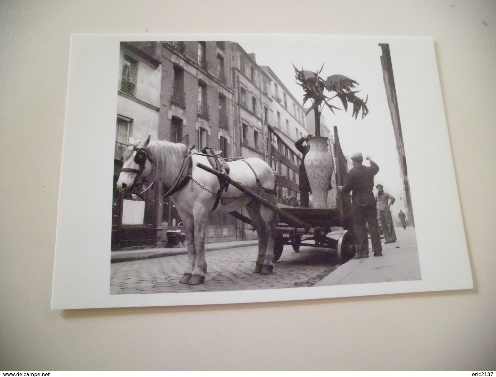 LA PLANTE EN POT ..1952 - Doisneau