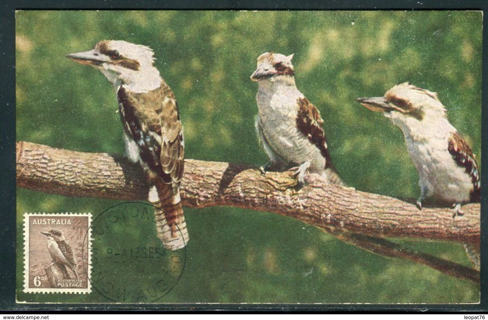 Australie - Carte Maximum 1954 - Oiseaux - Maximum Cards