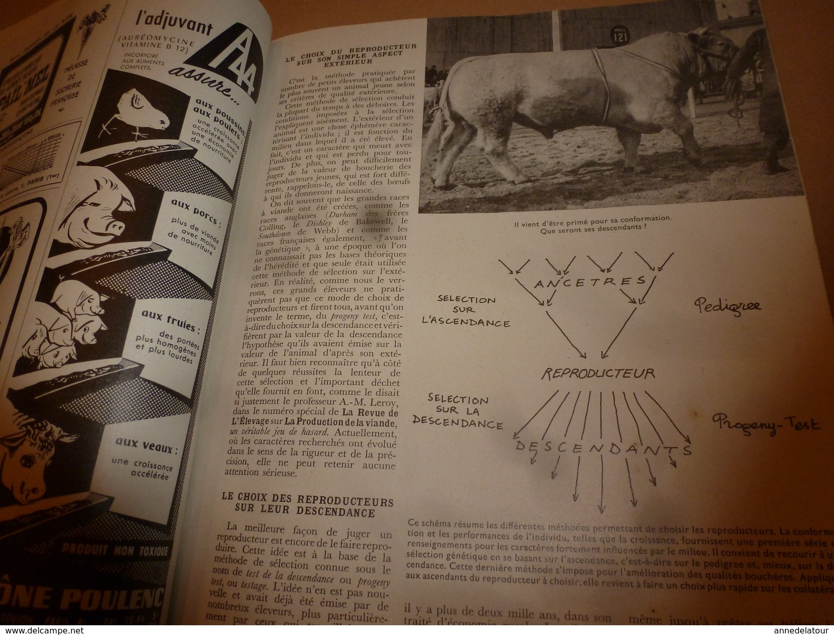 1955 N° SPECIAL De La Revue de L'Elevage BETAIL & BASSE-COUR--->CHOIX et UTILSATION des REPRODUCTEURS ; etc