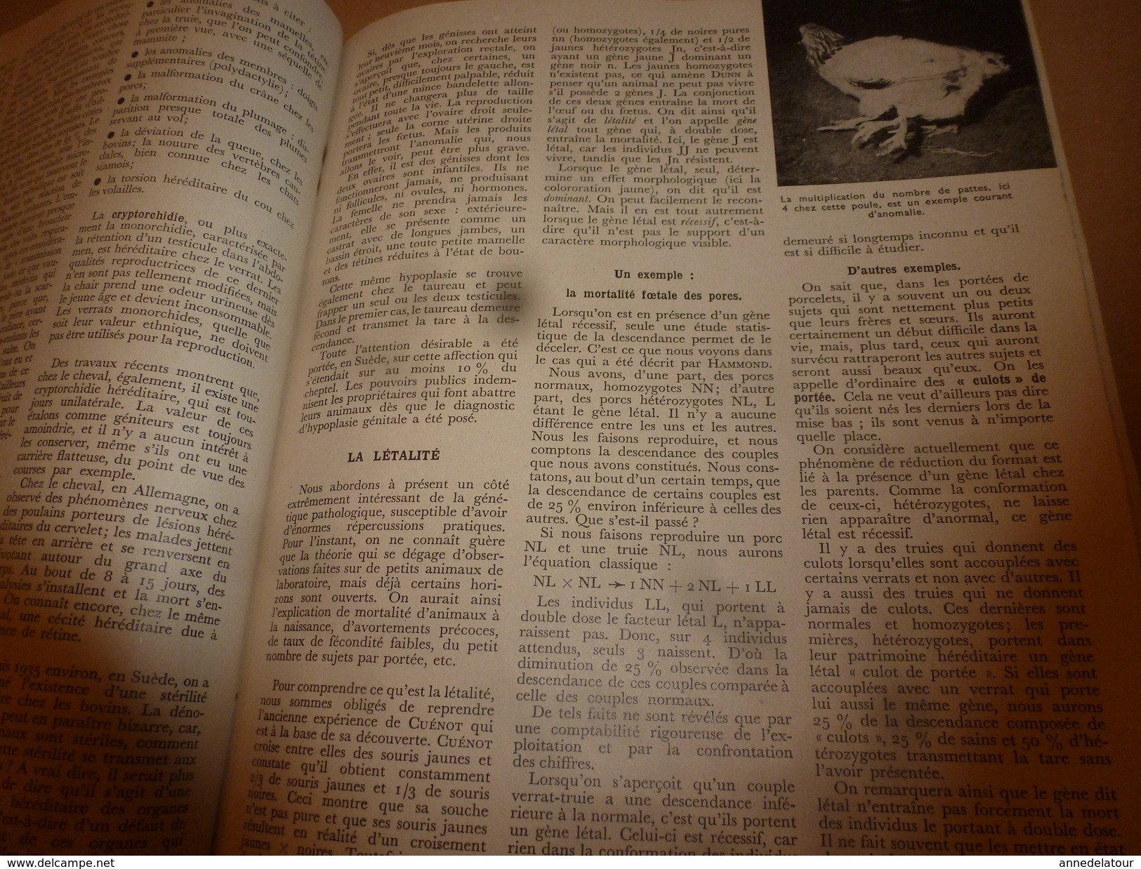 1955 N° SPECIAL De La Revue de L'Elevage BETAIL & BASSE-COUR--->CHOIX et UTILSATION des REPRODUCTEURS ; etc