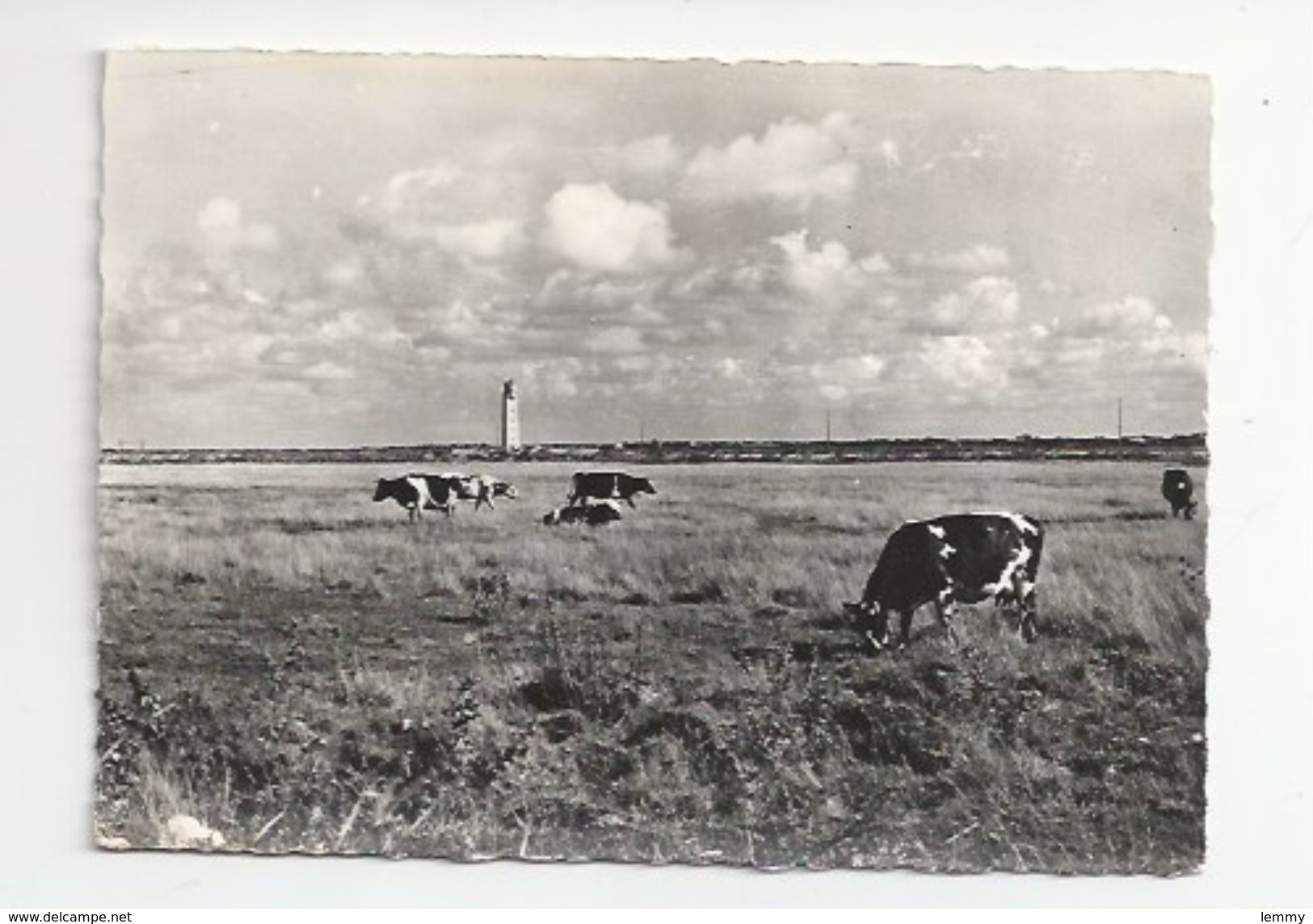 17 - SAINT-LAURENT DE LA PRÉE - SOUMARD - LES MARAIS - TOUR A FEUX - PHARE - VACHES EN PATURE - CPSM DENTELÉE - Autres & Non Classés