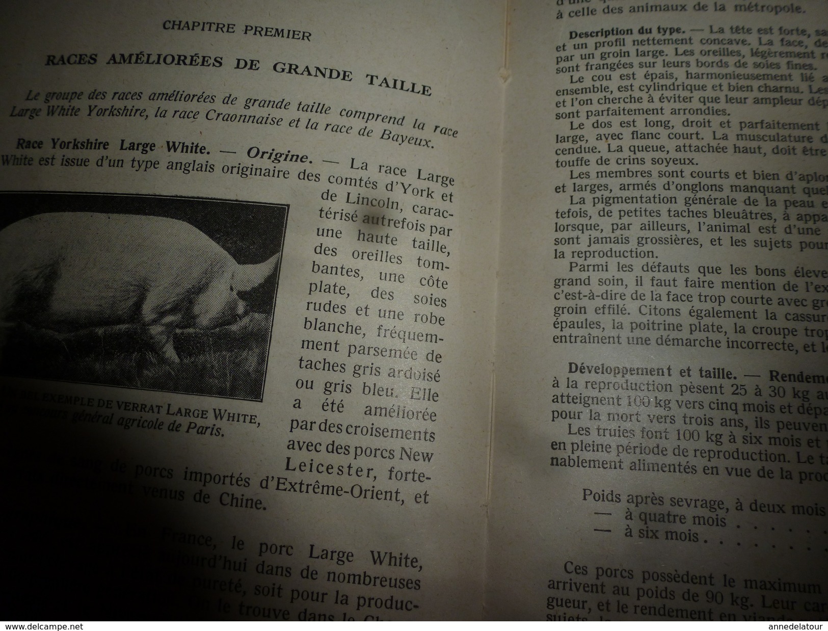 1937 Encyclopédie des Connaissances Agricoles ---> LE PORC (élevage- engraissement- reproduction) ...etc