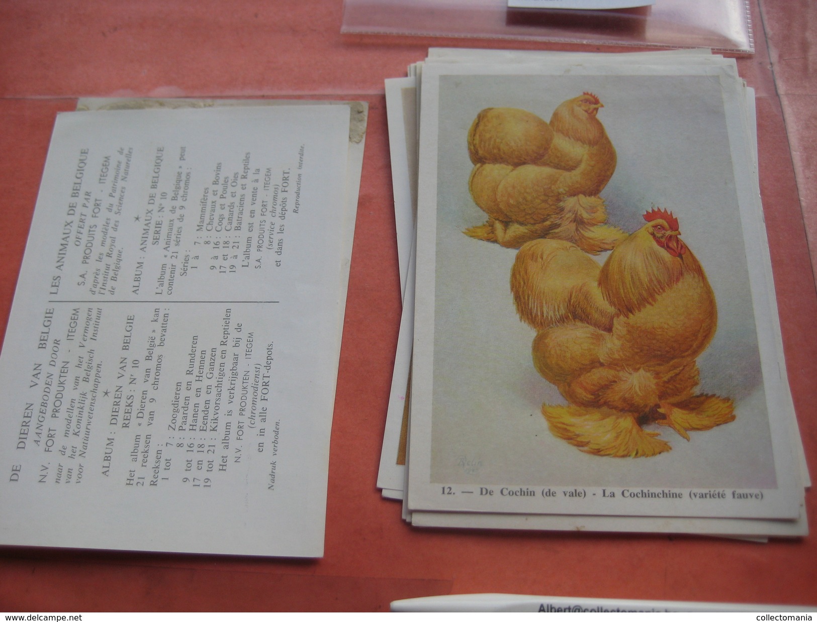 11 Cards Chromos 10cmX15cm  - Advertsing Around 1950, Chicken Cock, Rooster, Poultry, Kip, Most Backs With Glue Remains - Animals