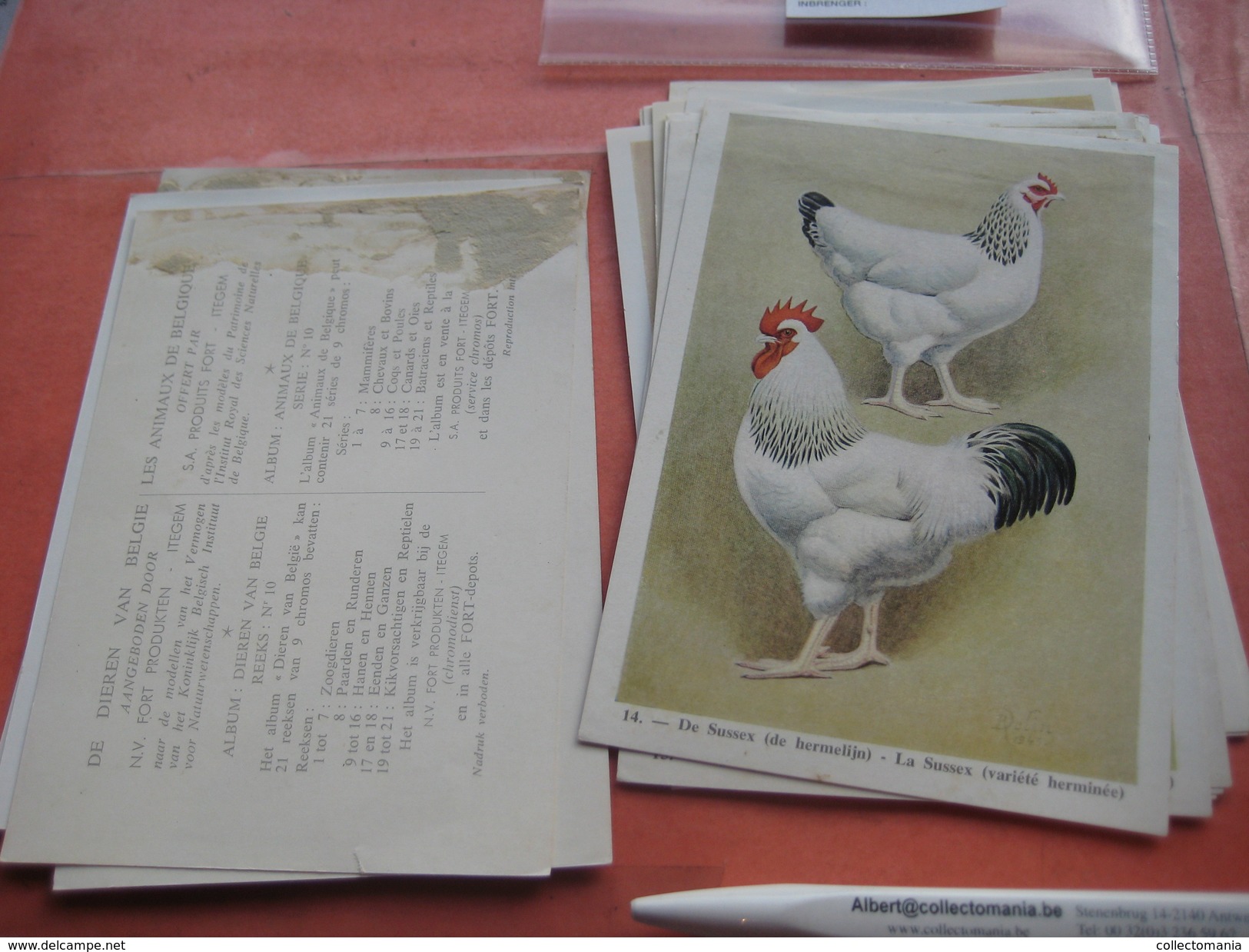 11 cards chromos 10cmX15cm  - advertsing around 1950, chicken cock, rooster, poultry, kip, most backs with glue remains