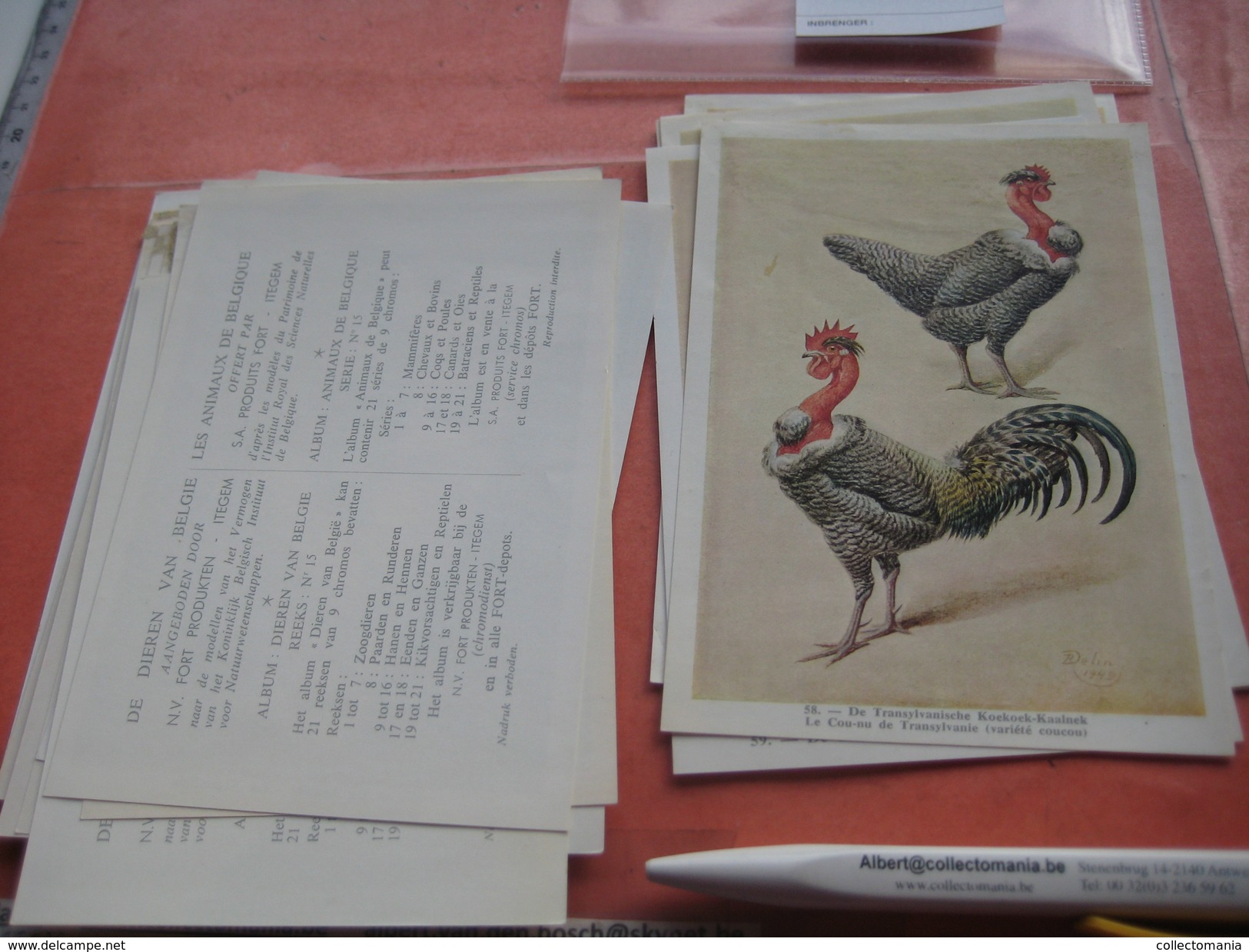 11 cards chromos 10cmX15cm  - advertsing around 1950, chicken cock, rooster, poultry, kip, most backs with glue remains