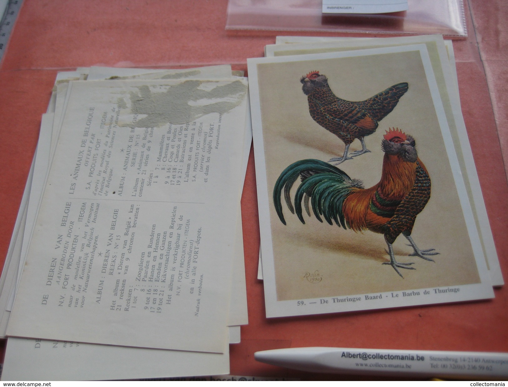 11 cards chromos 10cmX15cm  - advertsing around 1950, chicken cock, rooster, poultry, kip, most backs with glue remains